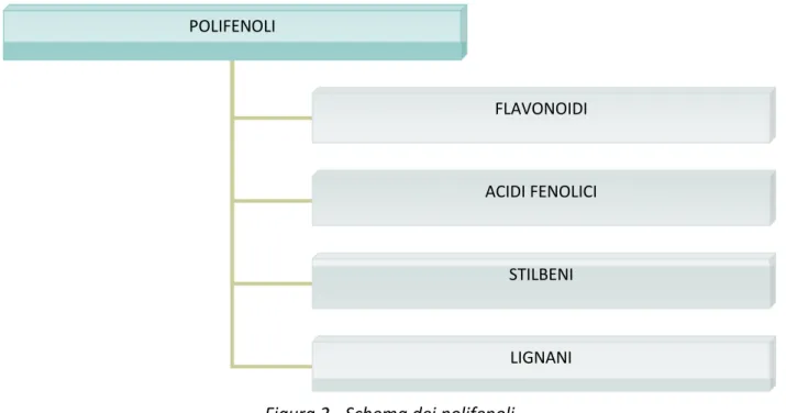 Figura 2 - Schema dei polifenoli 