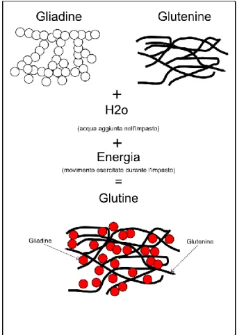Figura 6 - La formazione del glutine (dal sito www.equilibrisensorialiblog.com) 