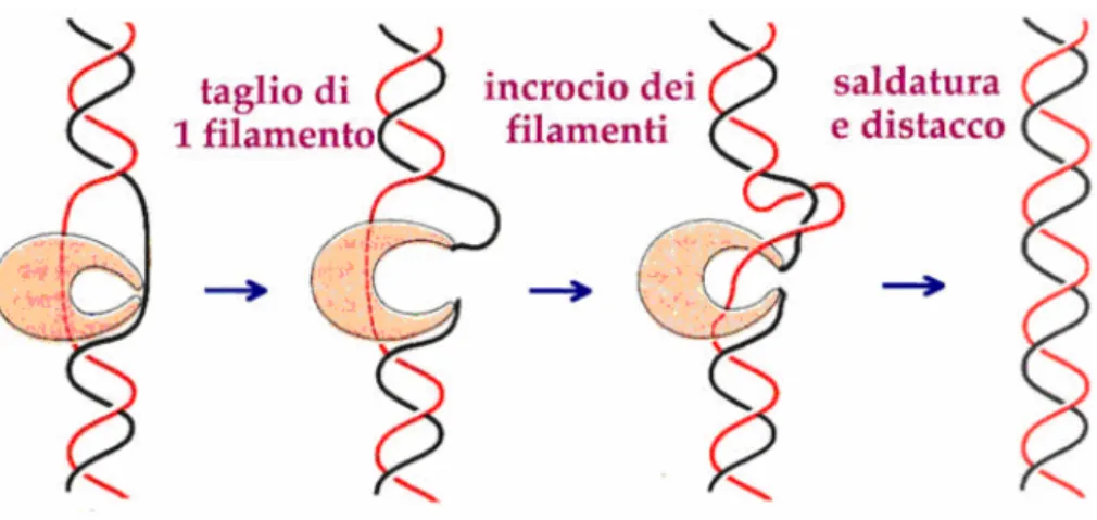Figura 2. Scissione e ricongiungimento del DNA mediata dalle topoisomerasi