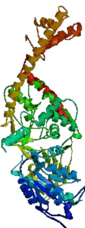 Figura 6. Struttura a nastro della topoisomerasi II (PDB). 