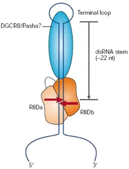 Figure  5.  Drosha/pri-miRNA  complex.  Drosha,  interacting  with  DGCR8  cuts the ends at the lower part of pri-miRNA ( Modified from Kim, Nature  2005)
