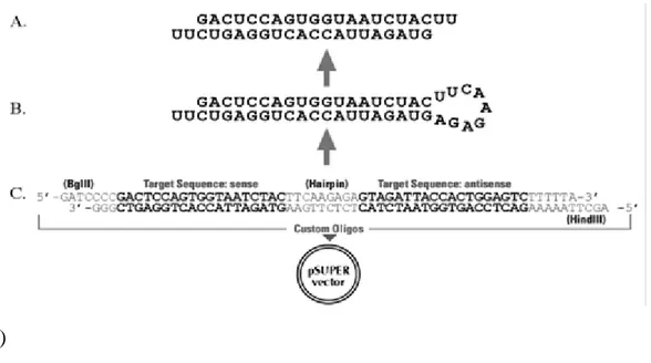 Figure 18. pSUPER.retro and siRNA-BCL6 sequences. Schematic representation  of p-SUPER vector: a) an hypothetical si-RNA sequence appropriately designed to  form an hairpin structure(b)