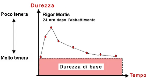 Fig. 3- Modificazione della durezza della carne in base al tempo 