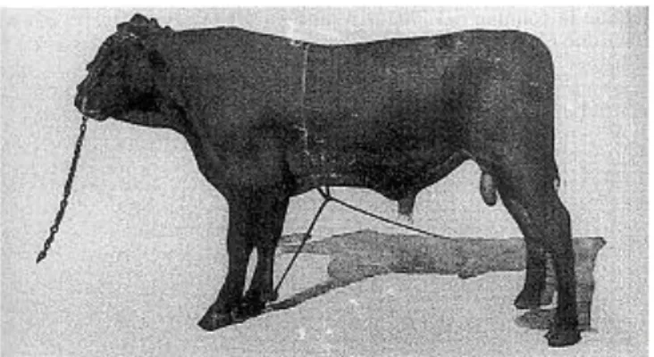 Fig. 7- Il toro Menelik, vincitore della prima fiera di Pontasserchio, Foto Cecchini, 1906 