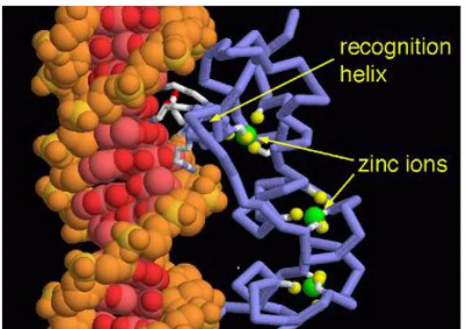 Figura 8: DNA binding domain 