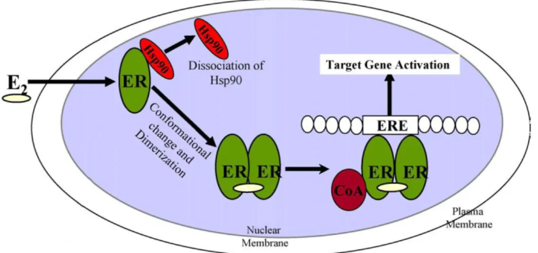 Figura 10: Rappresentazione del meccanismo d’azione dei recettori nucleari 