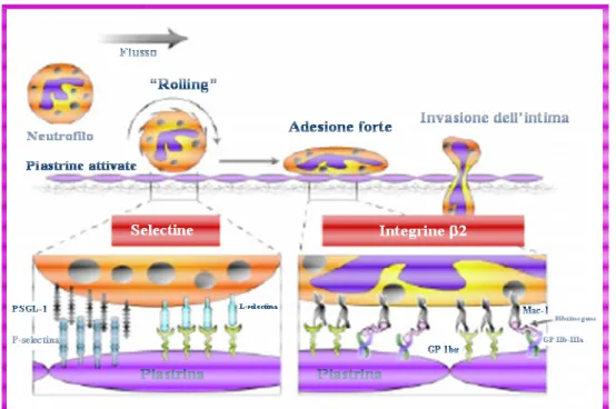 Figura 1.4 Processi di reclutamento, rolling e invasione della  plasmatici (modificata da Diacovo et al., 1996).