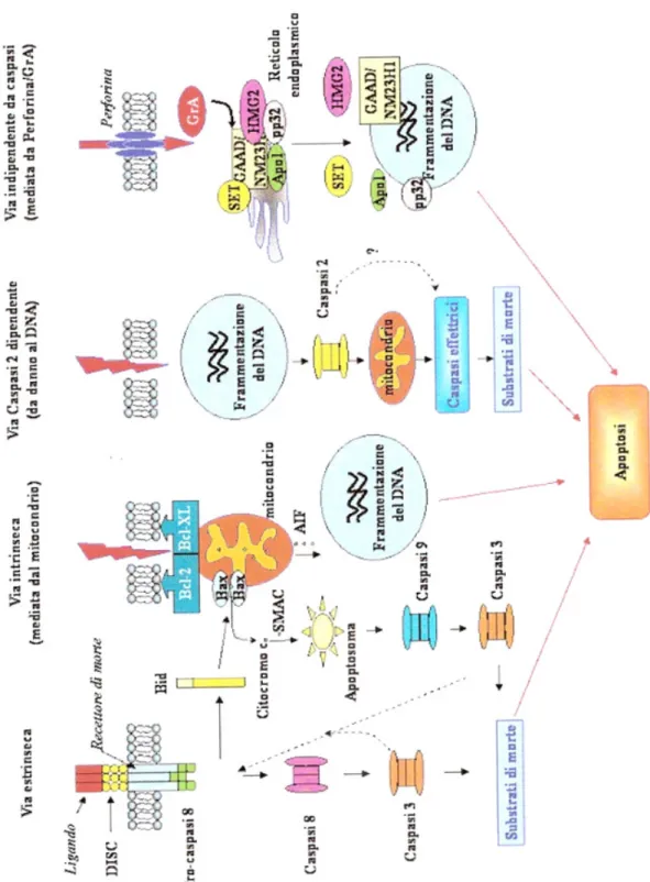 Figura 1.6 Vie di trasduzione del segnale per l’induzione del processo apoptotico da Orrenius et al., 2003)