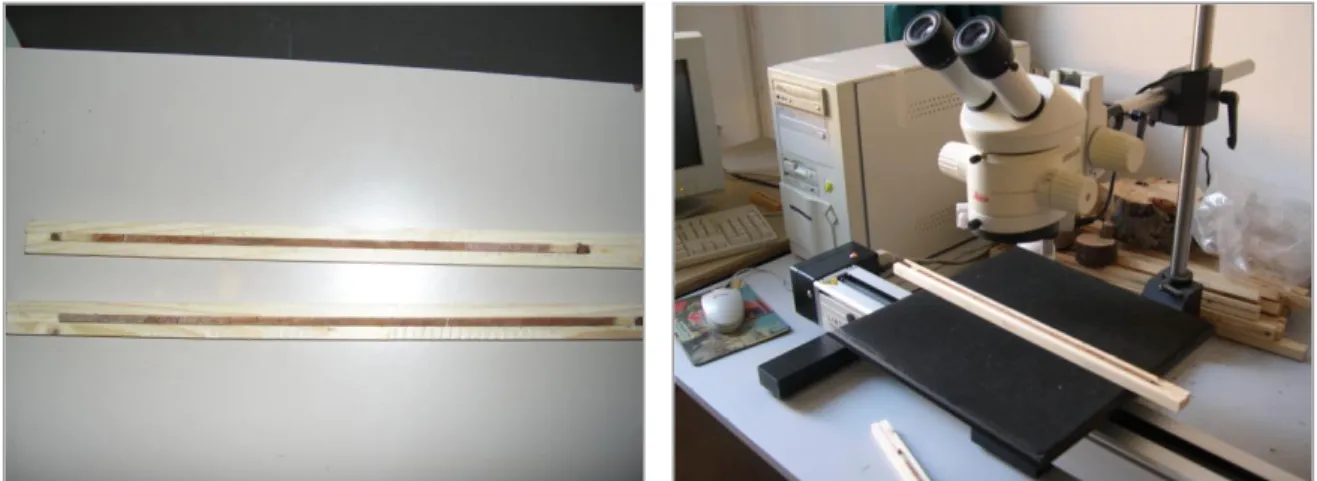 Fig. 3-15 cores mounted on wooden supports ready for measuring and Lintab increment measuring table 