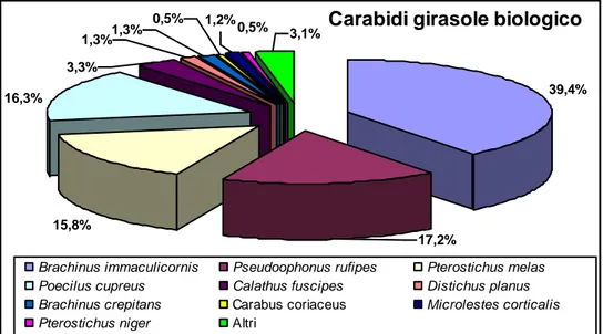 Figura  31.  Coleoptera  Carabidae.  Composizione  delle  catture  a  livello  di  specie  in  girasole  a  conduzione biologica.