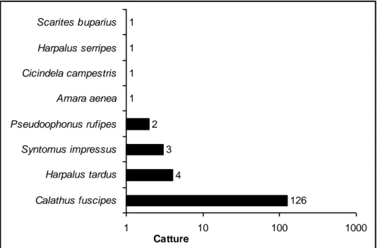 Figura 32. Elenco delle specie di Coleotteri Carabidi catturate su prato. 