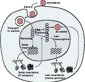 Figura 4. Ciclo replicativo dei polyomavirus.