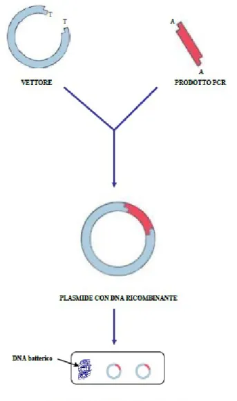Figura 8. Ligation e trasformazione di E. coli TOP 10.