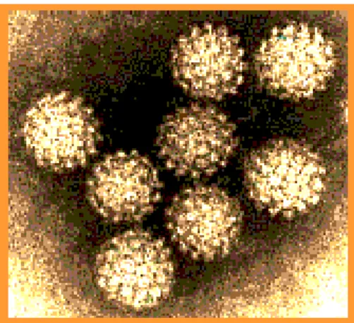 Figura 1. Virioni di polyomavirus (immagine in microscopia elettronica).