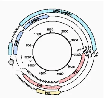 Figura 2. Organizzazione del genoma dei polyomavirus.