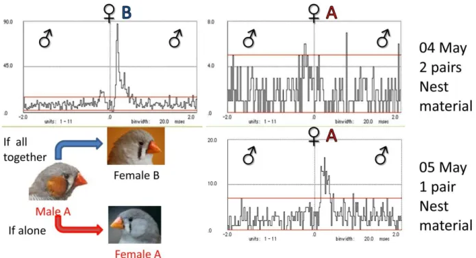 Figure 10. Relationship  between Tet calls of male A  and Stacks of the females A and B  (females always at  time 0) Even with his mate, female A, present, male A only answers the calls of female B (top left panel),  and not those of female A (top right pa