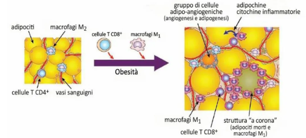 Figura 6 - Tessuto adiposo, obesità, infiammazione. L’obesità del grasso viscerale  induce  una  cascata  infiammatoria  con  accumulo  di  cellule  immunitarie,  attivazione  di  leucociti,  cellule  endoteliali  accoppiata  con  angiogenesi,  adipogenesi