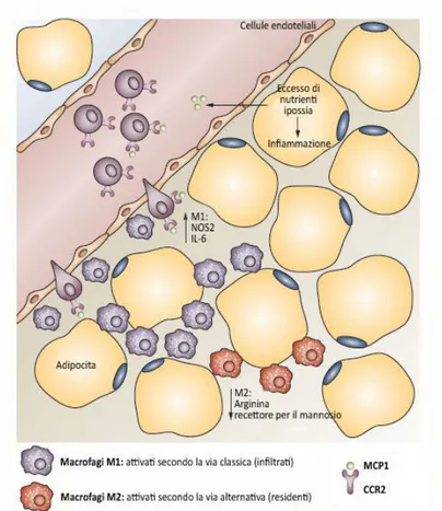 Figura 7 - Popolazione di macrofagi nel tessuto adiposo obeso  Modificato da Rocha VZ &amp; Libby P, 2009 