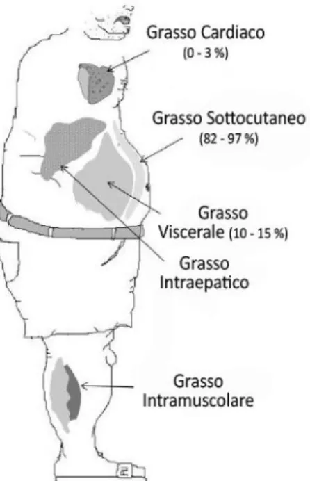 Figura 2 - Principali siti di distribuzione ectopica di grasso  Modificato da Gastaldelli A &amp; Basta G, 2010  