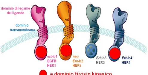 Figura 3. La famiglia dell’EGFR 