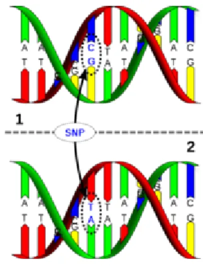 Figura 4. Esempio di Polimorfismo del Singolo Nucleotide (SNP).  