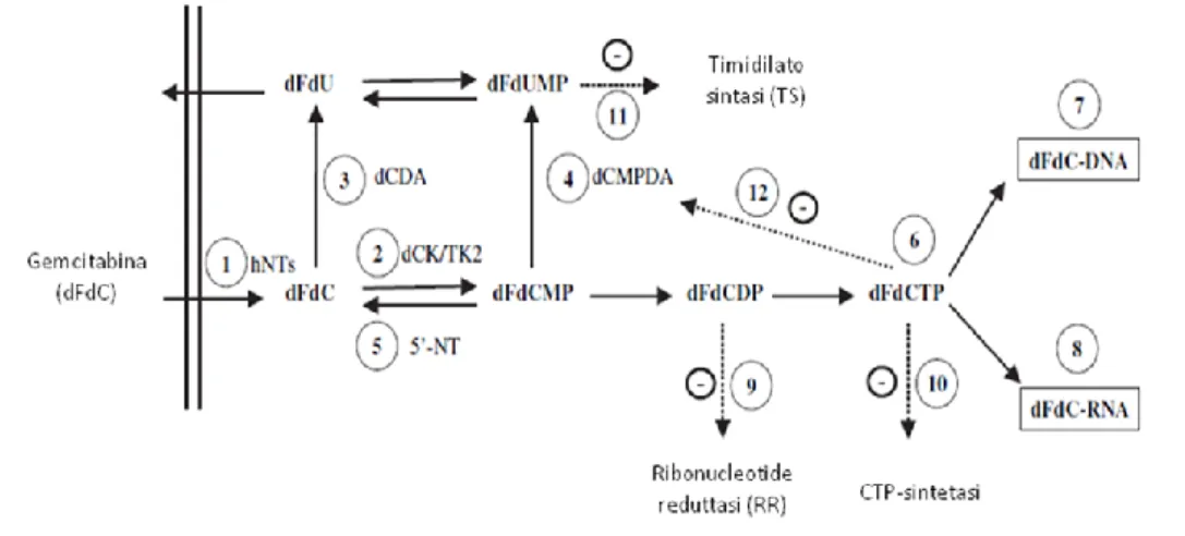 Figura 5. Meccanismo d’azione della gemcitabina. 
