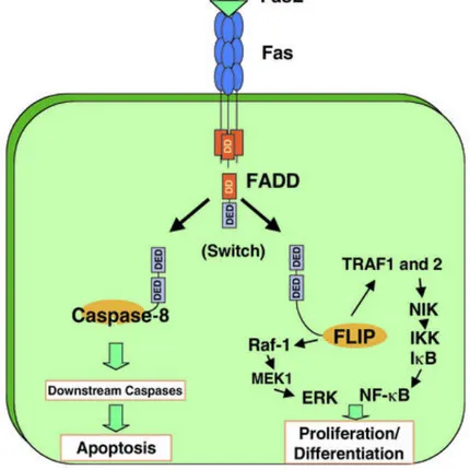 Figura 4. Il legame di FasL a Fas può indurre sia morte cellulare che proliferazione a 