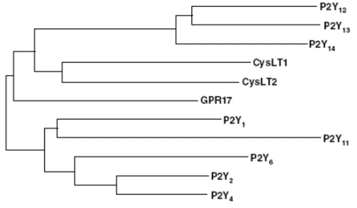 Fig. 5 Phylogenetic tree showing the relationships between GPR17 and P2Yand  CysLT receptors