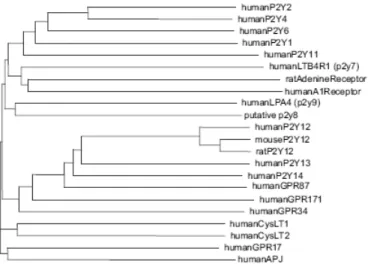 Fig.  2.  Phylogenetic  tree  of  human  P2Y-receptor  subtypes  as  well  as  human  non- non-nucleotide  and  orphan  receptors  with  sequence  similarity