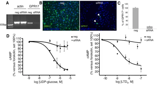 Fig.  7.  GPR17  knock-down  in  primary  OPCs  by  specific  siRNAs  abolishes  UDP- UDP-glucose mediated inhibition of forskolin-stimulated adenylyl cyclase