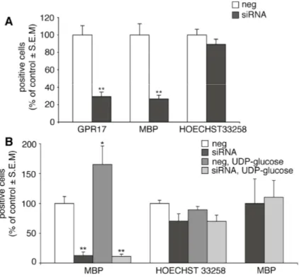 Fig.  9.  Effect  of  GPR17  knock-down  on  the  normal  program  of  oligodendrocyte  differentiation