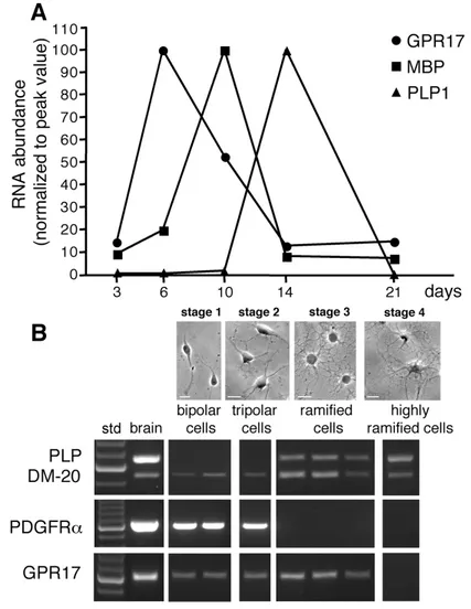 Fig.  1  GPR17  mRNA  expression  in  cultured  primary  OPCs .  A.  Total  RNA  was  extracted from rat OPCs cultured for 3, 6, 10, 14 and 21 days, as indicated; cDNAs obtained by  retrotranscription  were  used  for  semi-quantitative  real-time  RT-PCR
