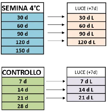 Figura 3.1 Schema dei campionamenti effettuati per la semina a condizioni di basse  temperature (4°C) e del controllo a 23°C