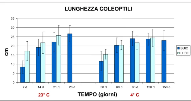 Figura 4.3 Grafico relativo all’accrescimento medio dei coleoptili, in cm. Sono poste a  confronto le due semine al buio (controllo a 23°C e 4°C) e i relativi recovery (luce)