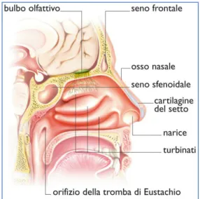 Figura 2. Anatomia del naso 