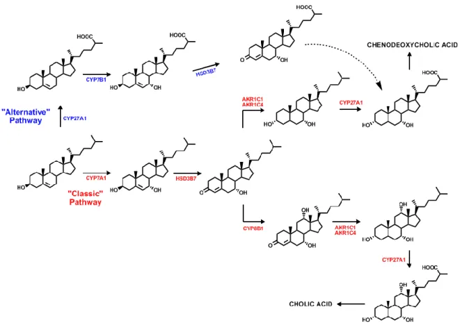Figura 2 Biosintesi degli acidi biliari 
