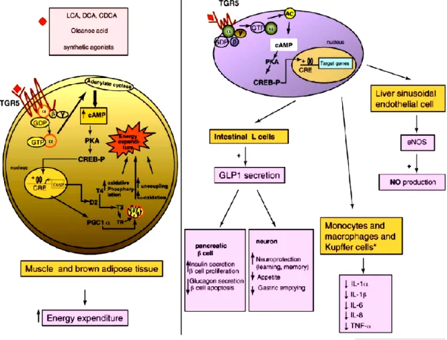 Figura 10 Effetti mediati dai recettori TGR5 nelle cellule del sistema immunitario, intestinali, epatiche e  nei tessuti metabolici 
