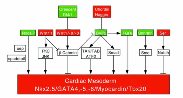 Figura 1.2: Panoramica delle vie di segnalazione che sono implicate nell’induzione cardiogenica; in  rosso: segnali inibitori di derivazione mesodermica; in verde: segnali di derivazione endodermica; in  bianco: trasduttori di segnale di cui è stata dimost