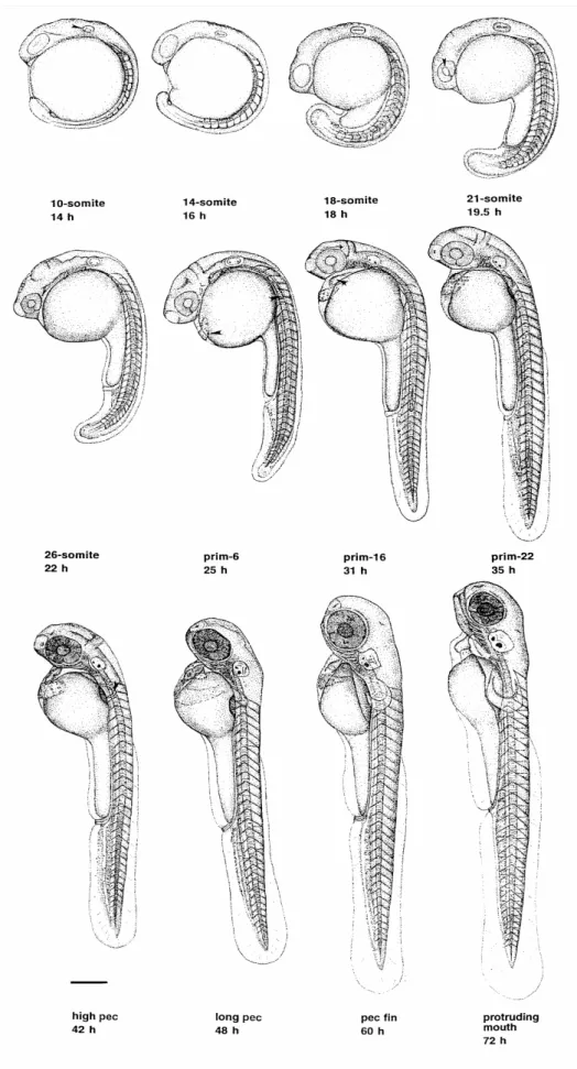 Figura 1.3: Sviluppo dello zebrafish dal momento della fecondazione fino alle 72 ore di vita  (Kimmel et al., 1995) 