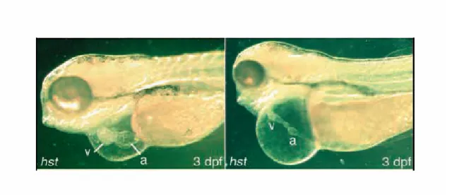 Figura 1.7: Morfologia aberrante del cuore di zebrafish (a sinistra più lieve ed a destra piu’ forte)  dovuta ad una deplezione di Tbx5 (Garrity et al., 2002) 