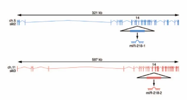 Figura 1.11: Localizzazione del miRNA 218 all’interno de geni ospiti Slit2 e Slit3 in topo (Small et al.,  2010) 
