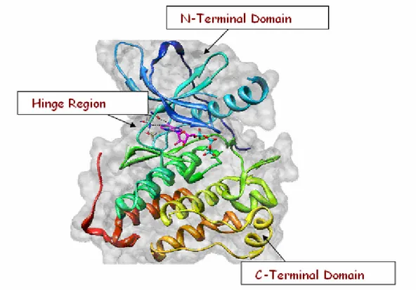 Figure 2. Catalytic site of protein tyrosine kinase. 