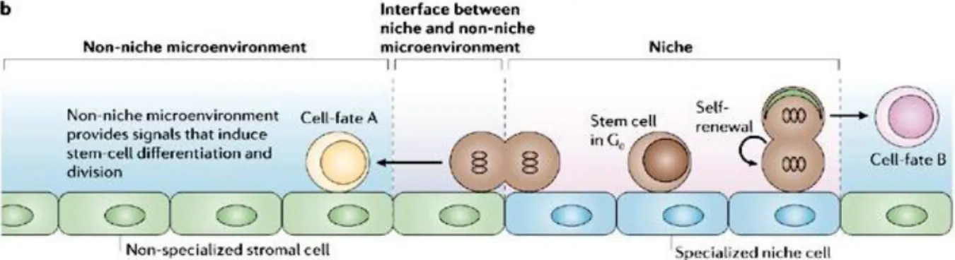 Fig. 1.7 Modello di nicchia. 