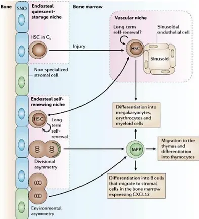 Fig. 1.8 Nicchia delle HSCs. 