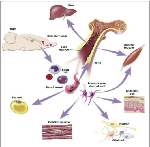 Fig. 1.3 Plasticità delle cellule staminali adulte. 