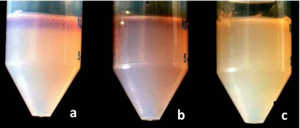 Figure  3.  Cellulose  azure  agar  test.  a)  control,  b)  Trichoderma  atroviride,  the  diffusion  of  the  dye  indicates  cellulolysis  (C  +),  (c)  Phanerochaete  chrysosporium  the disappearance of the dye indicates ligninolysis (L +)