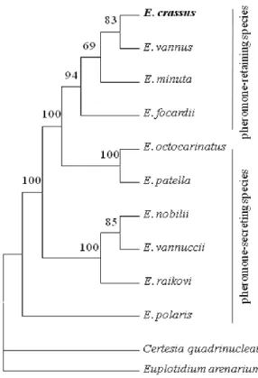 Figura 1. Albero filogenetico di Euplotes costruito sulla base del confronto delle sequenze dei geni  nucleari codificanti la subunità piccola dell’RNA ribosomale (da Vallesi et al., 2008)