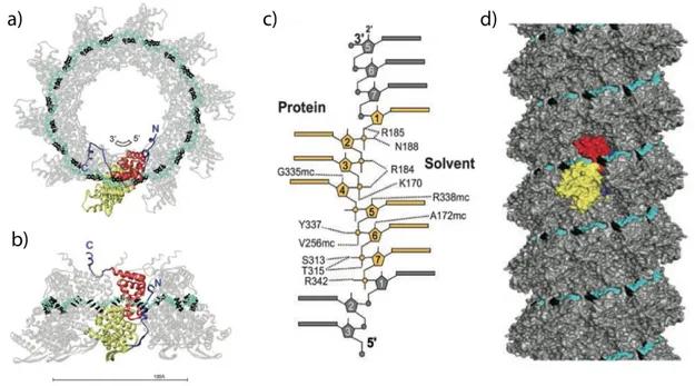 Fig.  9.  Crystal  structure  of  RSV  the  decameric  ribonucleoprotein ring complex