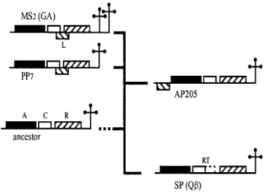 Fig. 13 Tentative  phylogenetic  tree  of  ssRNA bacteriophages based on genetic  maps and RNA  secondary 
