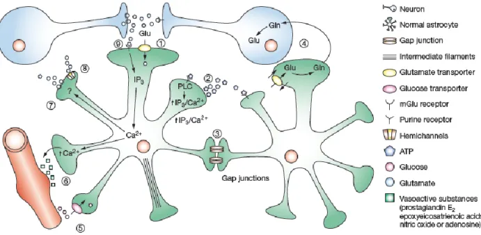 Figure 2. Summary of astrocyte functions. Adapted from Maragakis and Rothstein, 2006